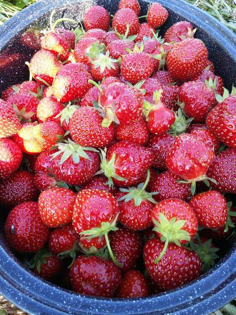 Rennie's U-Pick Strawberries